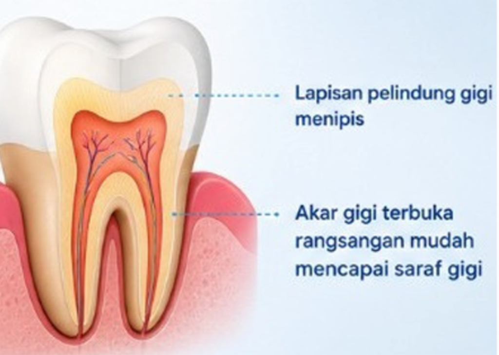 ilustrasi anatomi gigi 